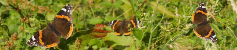 Red Admiral butterflies, Vanessa Atalanta